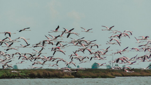 Flamingos na Ria de Aveiro