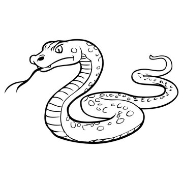 viper snake sketch vector illustration