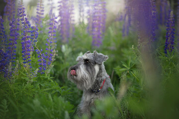 small schnauzer dog portrait in summer lupine field