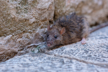 A gray old mouse sits on a stone floor