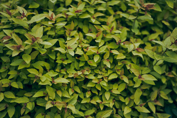 Green foliage natural green leaves of Japanese spirea are used as a spring background. Environmental ecology or green wallpaper. High quality photo