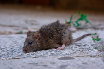 A gray old mouse sits on a stone floor