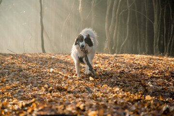 happy white dog playing in foggy forest in late autumn