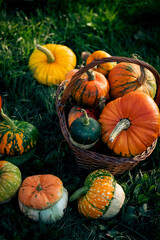 autumn decorative pumpkins. Thanksgiving or Halloween holiday  harvest concept.