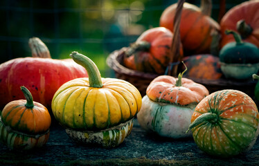 autumn decorative pumpkins. Thanksgiving or Halloween holiday  harvest concept.