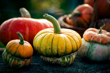 autumn decorative pumpkins. Thanksgiving or Halloween holiday  harvest concept.