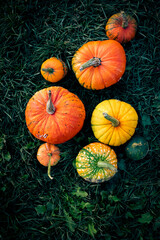 autumn decorative pumpkins. Thanksgiving or Halloween holiday  harvest concept.