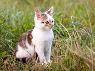 Naklejka na ściany i meble Small cute kitten sitting in the garden in the tall grass