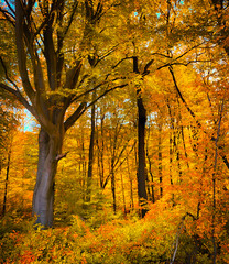 Obraz premium autumn in the park