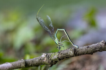 Dragonfly perched on a branch above the water
