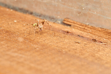 Details of a green spider.
