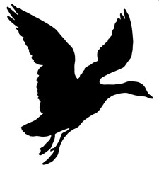 Duck silhouette