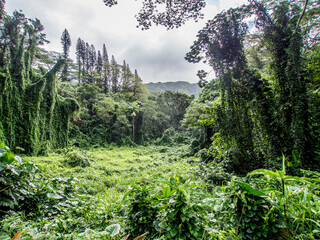 Tropical rainforest near Manoa Falls on the Hawaiian island of Oahu - 633685901