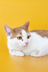 small cat portrait on yellow background