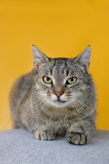 Fototapeta na wymiar small cat portrait on yellow background