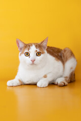 small cat portrait on yellow background
