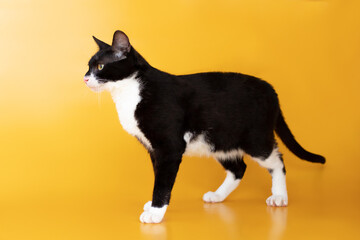 small cat portrait on yellow background