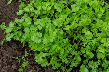 Top view of Fresh growing green Coriander (Cilantro) leaves in Vegetable plot background.
