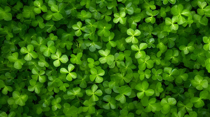 A Green shamrocks leaves background