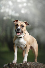 dog portrain in blossom spring nature park