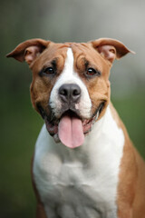 dog portrain in blossom spring nature park