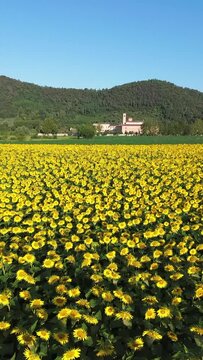 Aerial view of sunflower field by Benedictine monastery Abbazia di Praglia in Bresseo, Teolo by Padua in Italy as a Christianity, religion, and Catholicism concept
