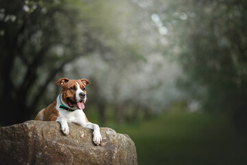 dog portrain in blossom spring nature park