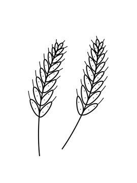 Ears of wheat icon doodle style. Vector illustration of a grown grain crop on a white background.