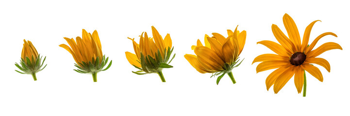 Rudbeckia flowers growth stage on white background. Blooming Rudbeckia heads in a row, panorama.