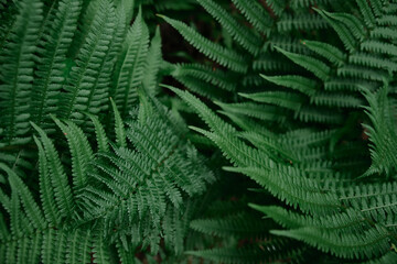 Fototapeta na wymiar Selective focus of fern leaf isolated in dark background. Natural ferns leaves pattern. Beautiful ferns leaves green foliage. Natural floral fern.