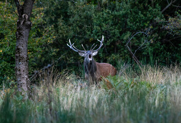 Red deer (Cervus elaphus) stag roaring in the wood during rutting season in autumn - Wildlife and wilderness concept