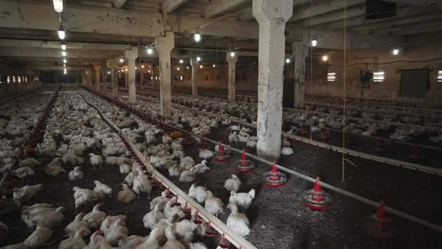Large farm with many chickens. Modern poultry farm for broiler production.