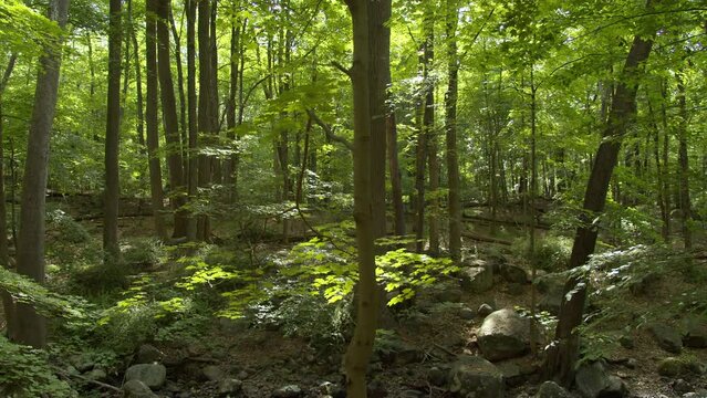  Forest and stream in the morning.