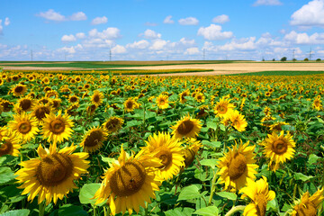Naklejka premium agricultural field with blooming sunflowers and other colorful flowers