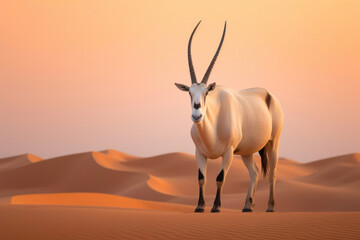 Graceful Oryx with Impressive Horns