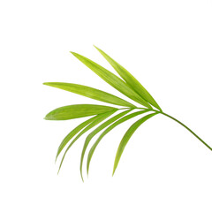 Vivid green palm tree leaf isolated on white background