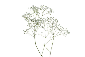 Isolated dried flower on white background