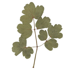 Isolated Pressed and dried Leaf. Aesthetic scrapbooking Dry plants