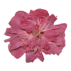 Isolated Pressed and dried Pink Peony flower. Aesthetic scrapbooking Dry plants