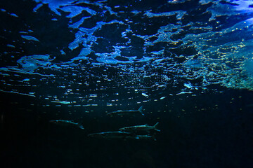水族館　水中から見た魚