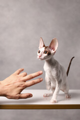 cornish rex kitten on grey background	
