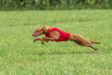 Cirneco dell etna dog running in red jacket on green field in summer
