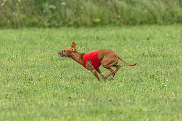 Fototapeta premium Cirneco&nbsp;dell etna dog running in red jacket on green field in summer
