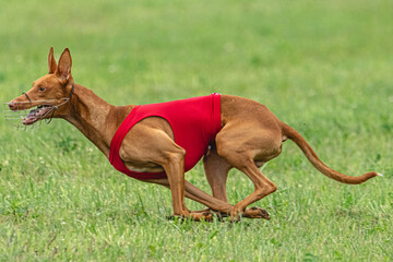 Cirneco dell etna dog running in red jacket on green field in summer