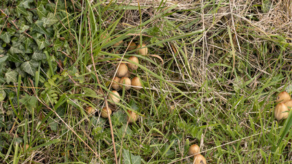 Unidentified toadstools on North Yorkshire smallholding woodland at 900ft. July 2023
