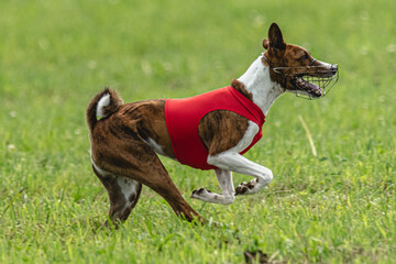 Basenji running full speed at lure coursing dog sport