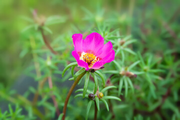 Obraz premium Garden flowers. Flowers of Purslane. Flower bed. Selective focus