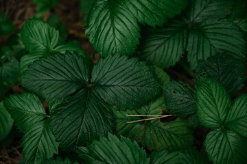 Dark green leaves of Strawberry in dew, natural background of nature. Texture of the leaves. Leaves green background.