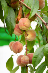 Peach fruit on a branch. Ripening of the peach. Selective focus