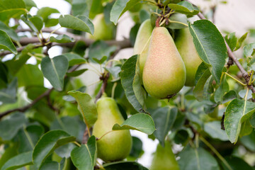 Pear on a branch. Green pears among the leaves. Selective focus